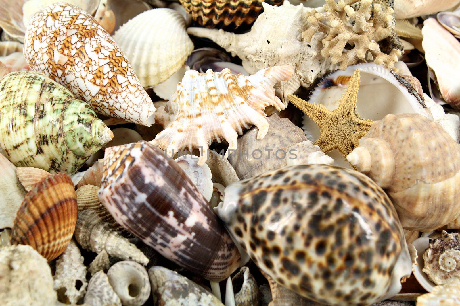 shell background by goce