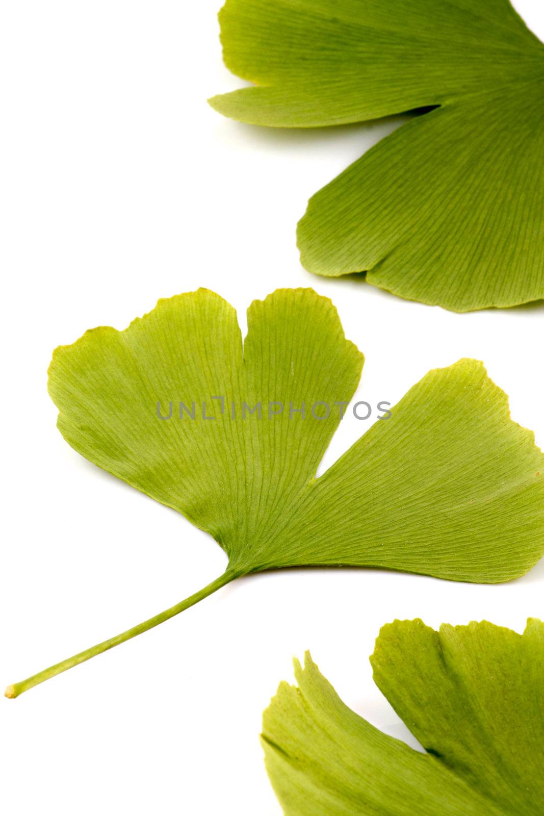 Ginkgo biloba on white background