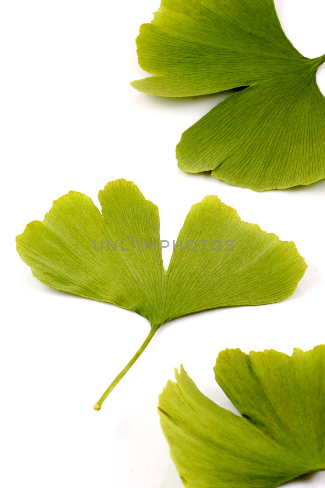 Ginkgo biloba on white background