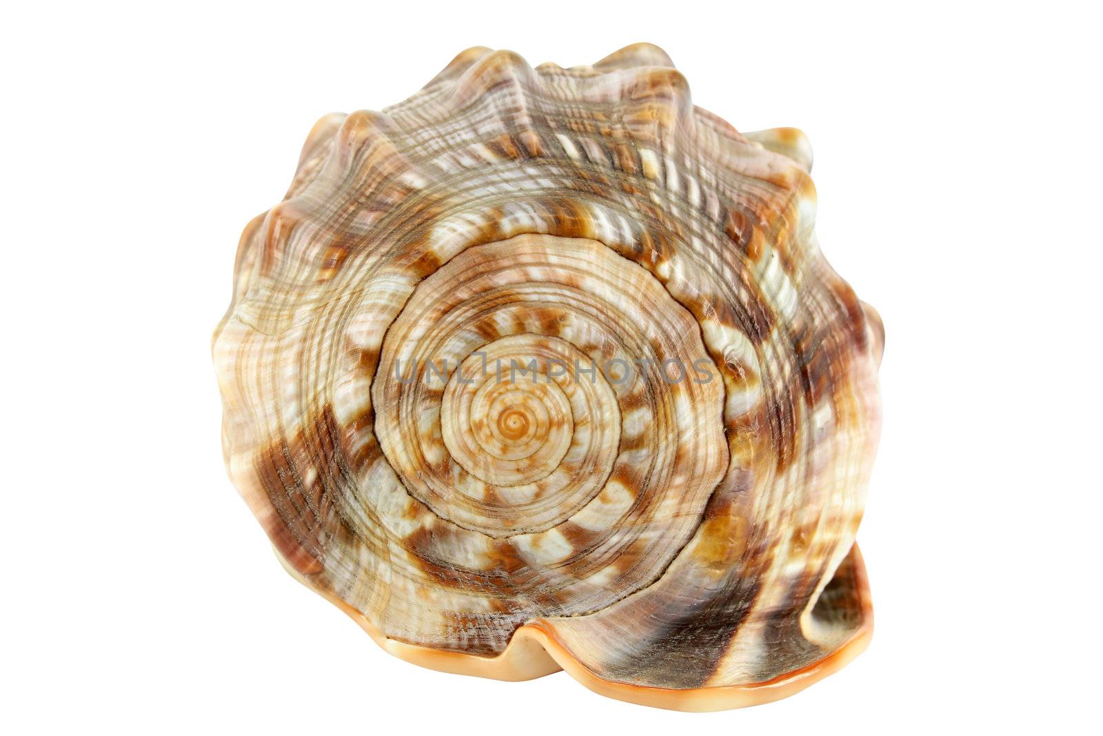 shell isolated on white by goce