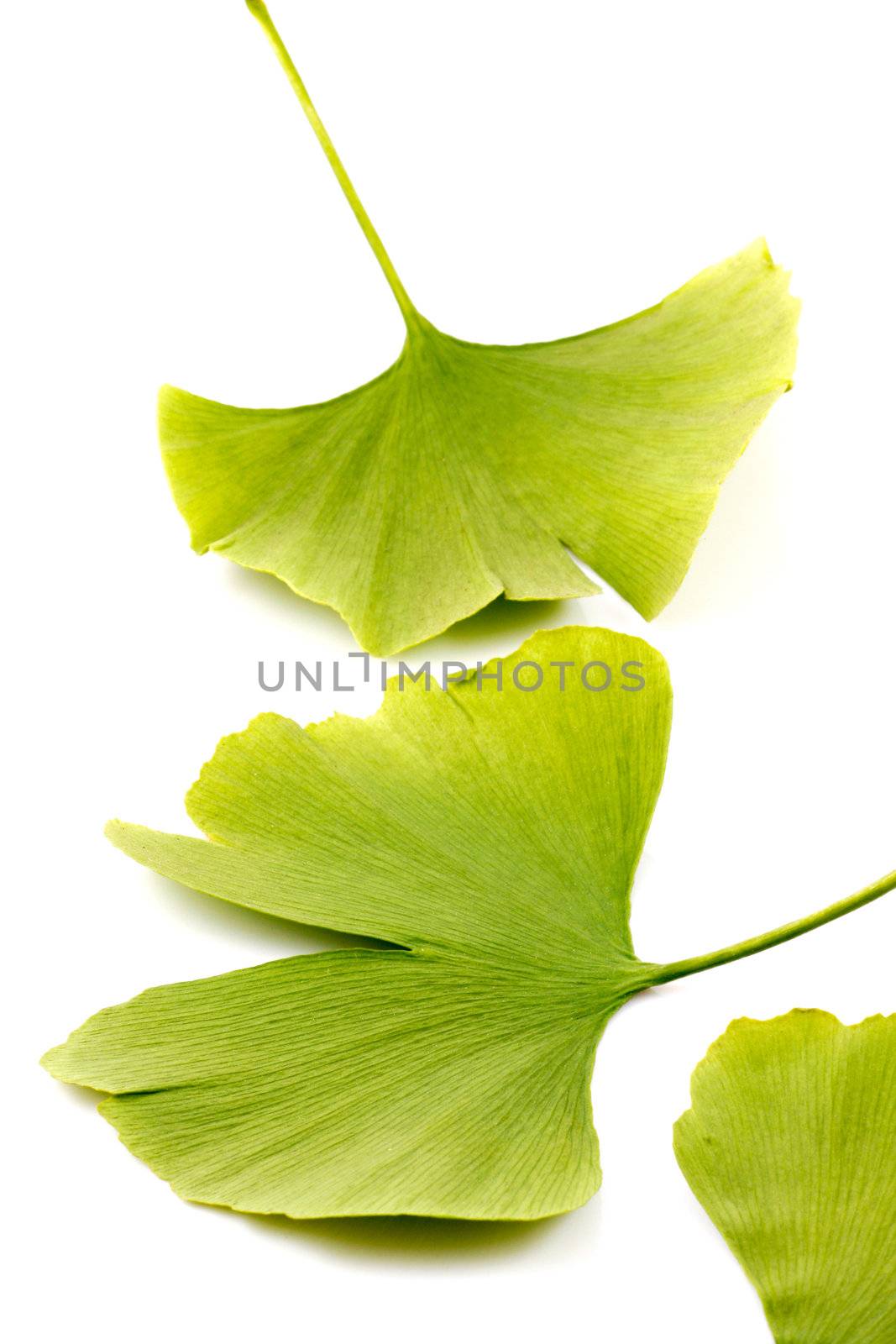 Ginkgo biloba on white background