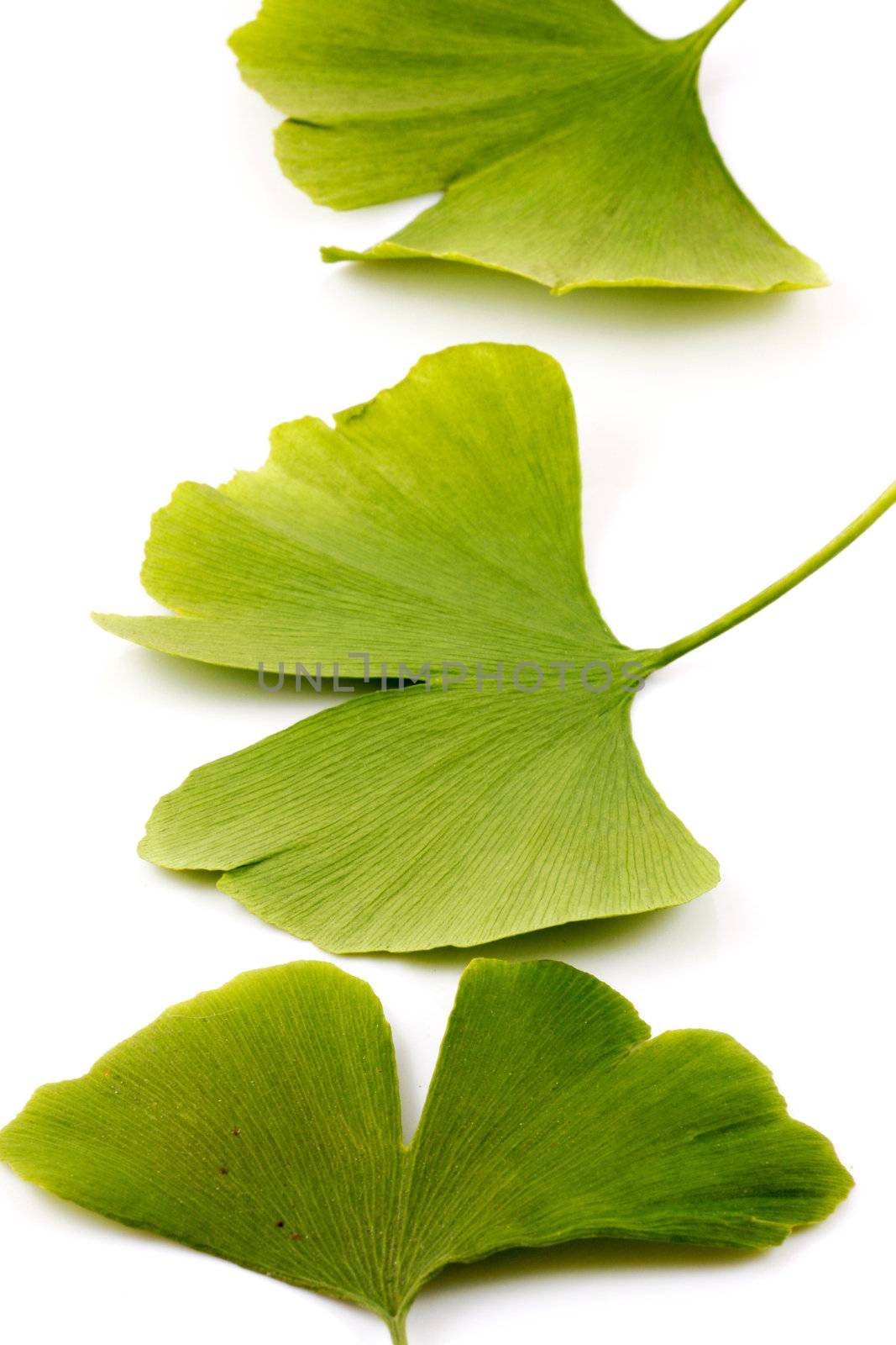 Ginkgo biloba on white background