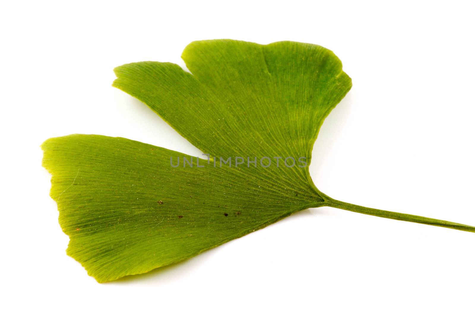 Ginkgo biloba on white background