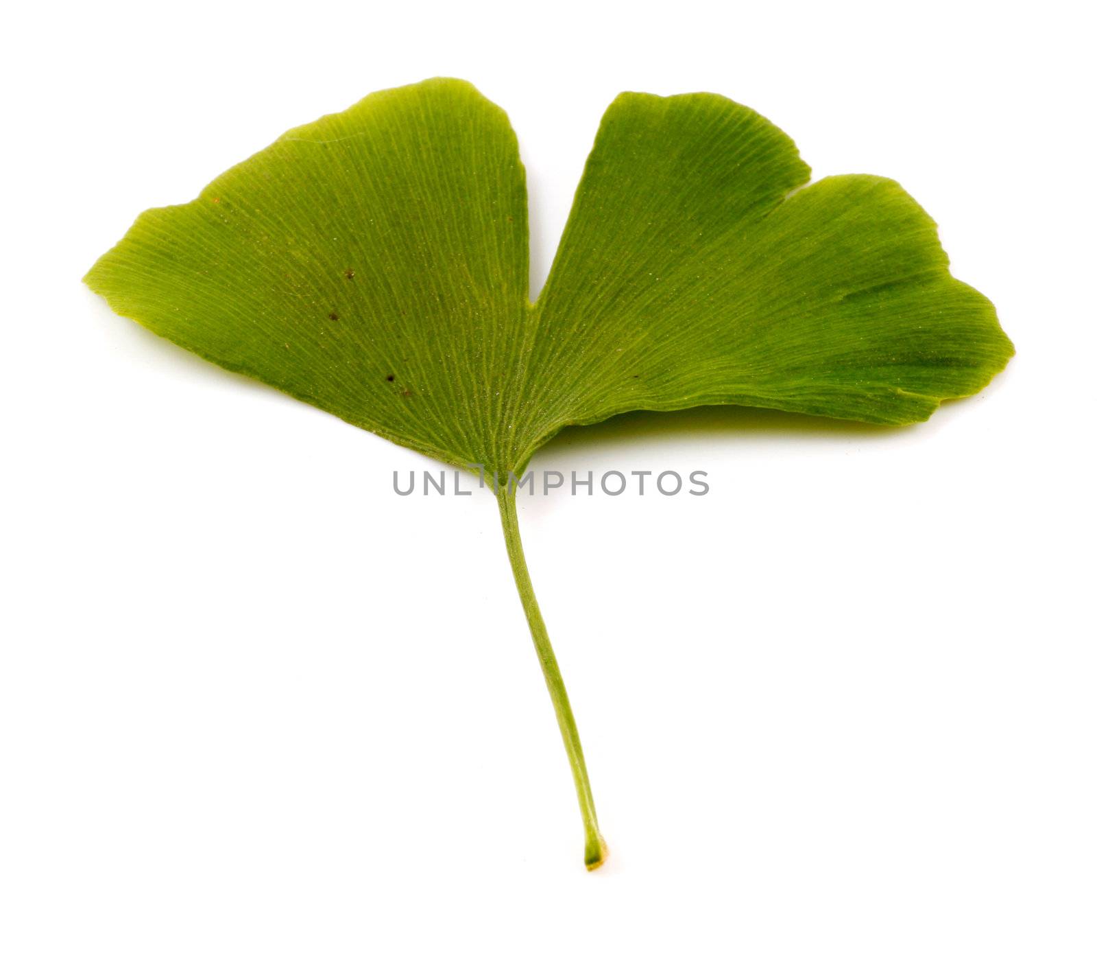 Ginkgo biloba on white background