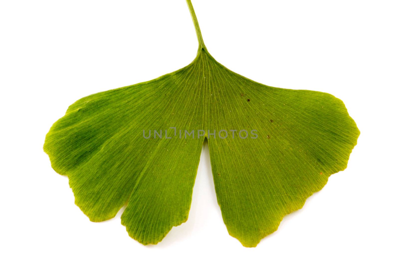 Ginkgo biloba on white background