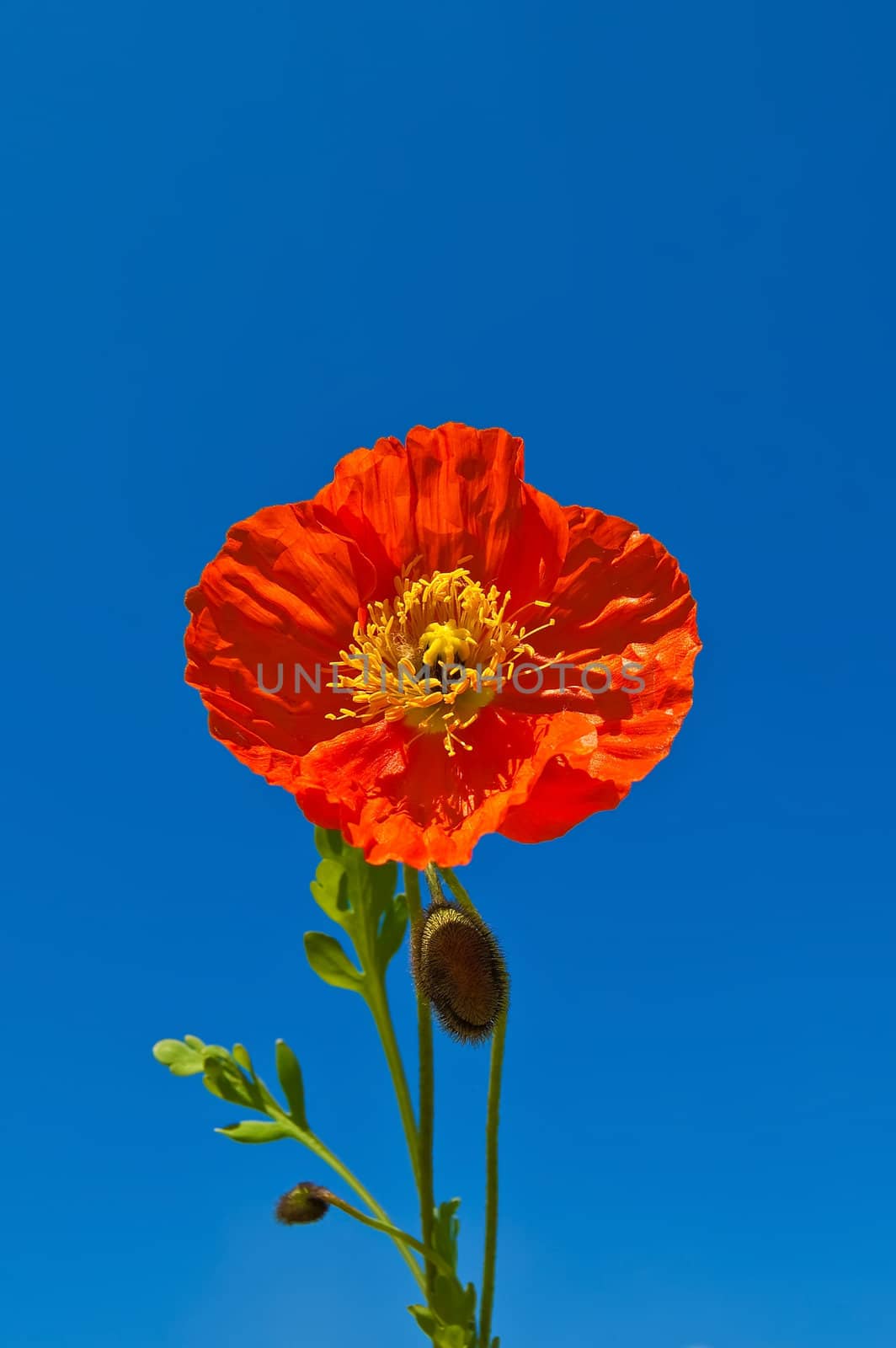 Orange poppy with buds and green leaves isolated against the blue sky
