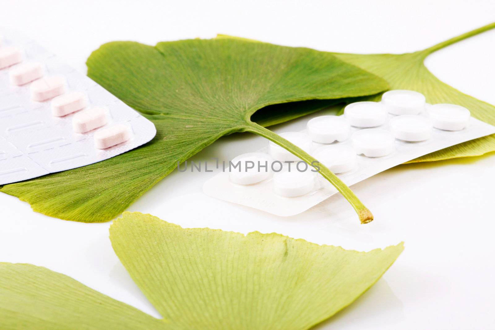 Ginkgo biloba