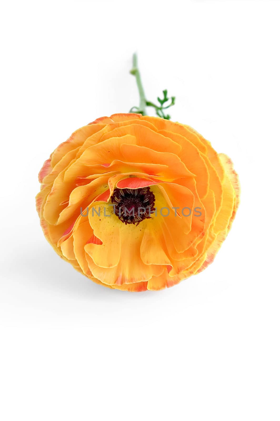 Orange flower ranunkulyusa isolated on a white background