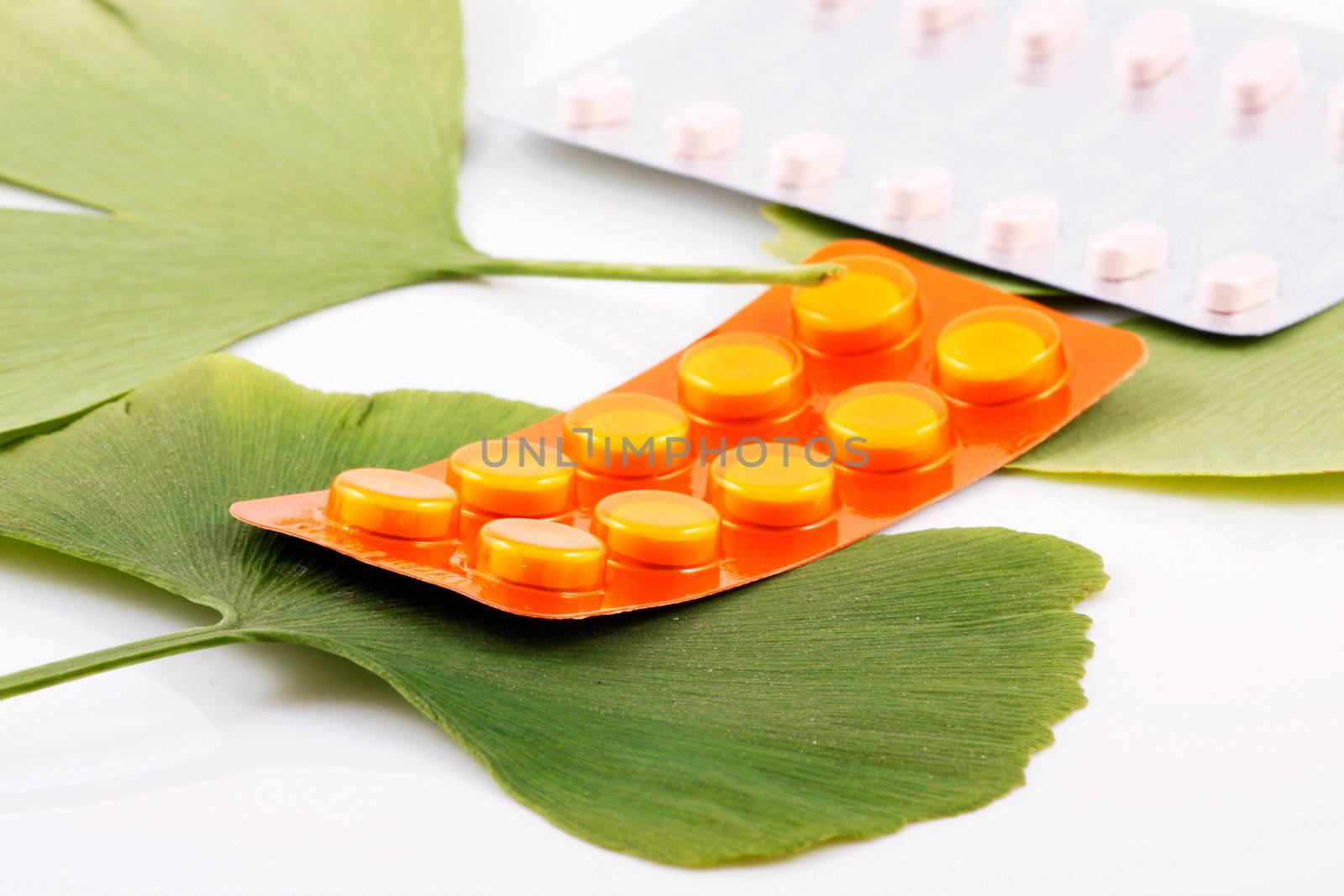 Ginkgo biloba