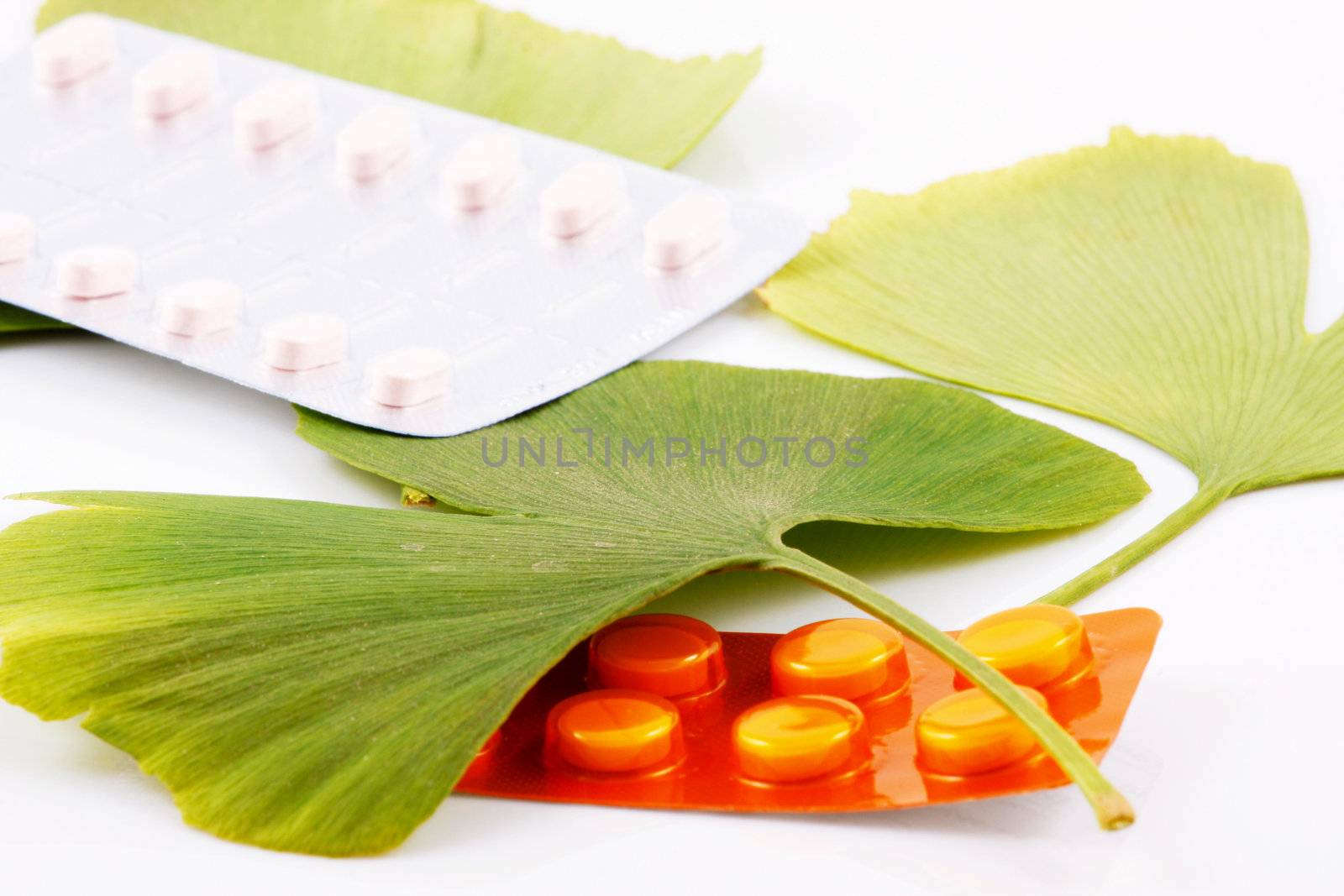 Ginkgo biloba