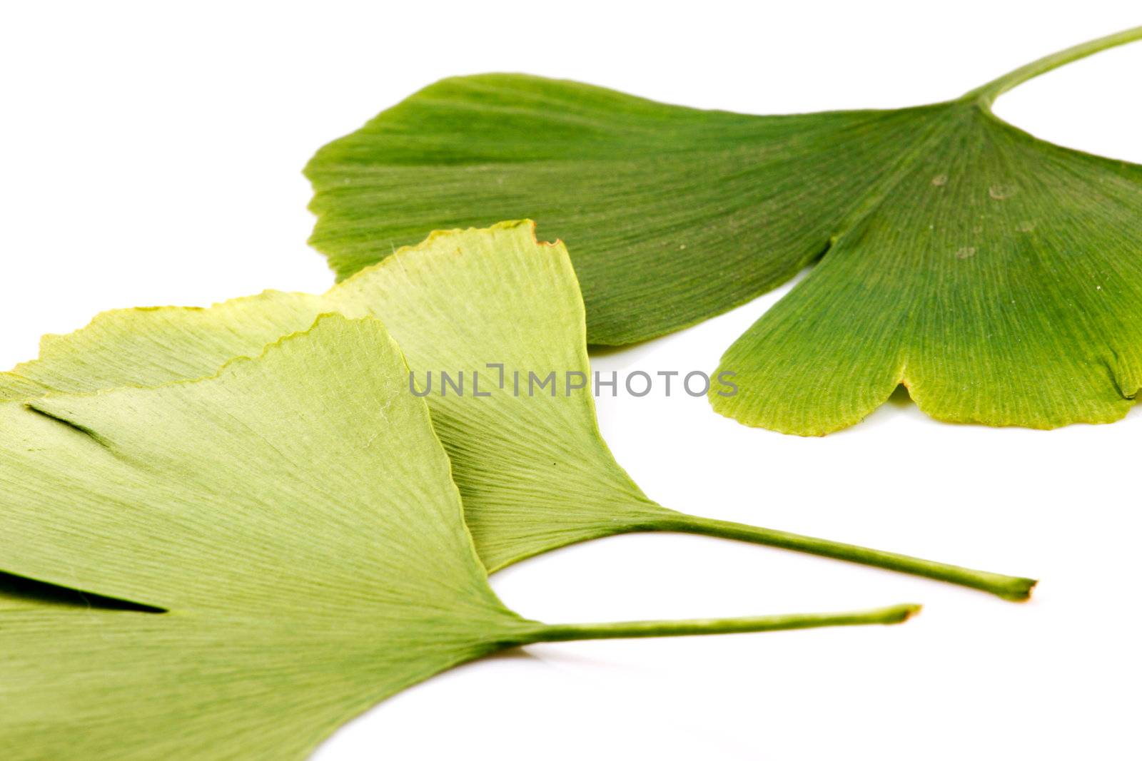 Ginkgo biloba