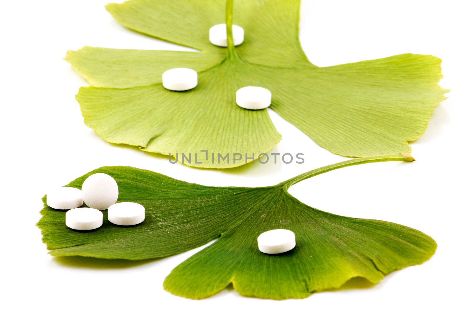 Ginkgo biloba