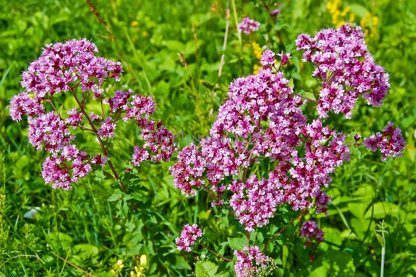 Oregano flowers on a background of green grass