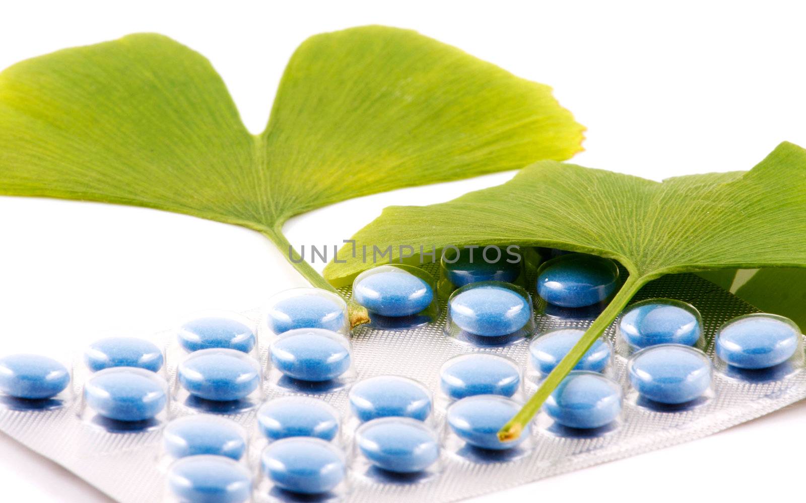 Ginkgo biloba