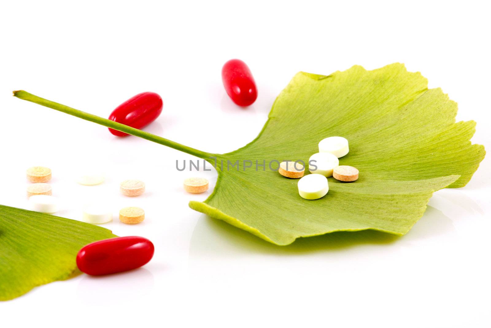 Ginkgo biloba