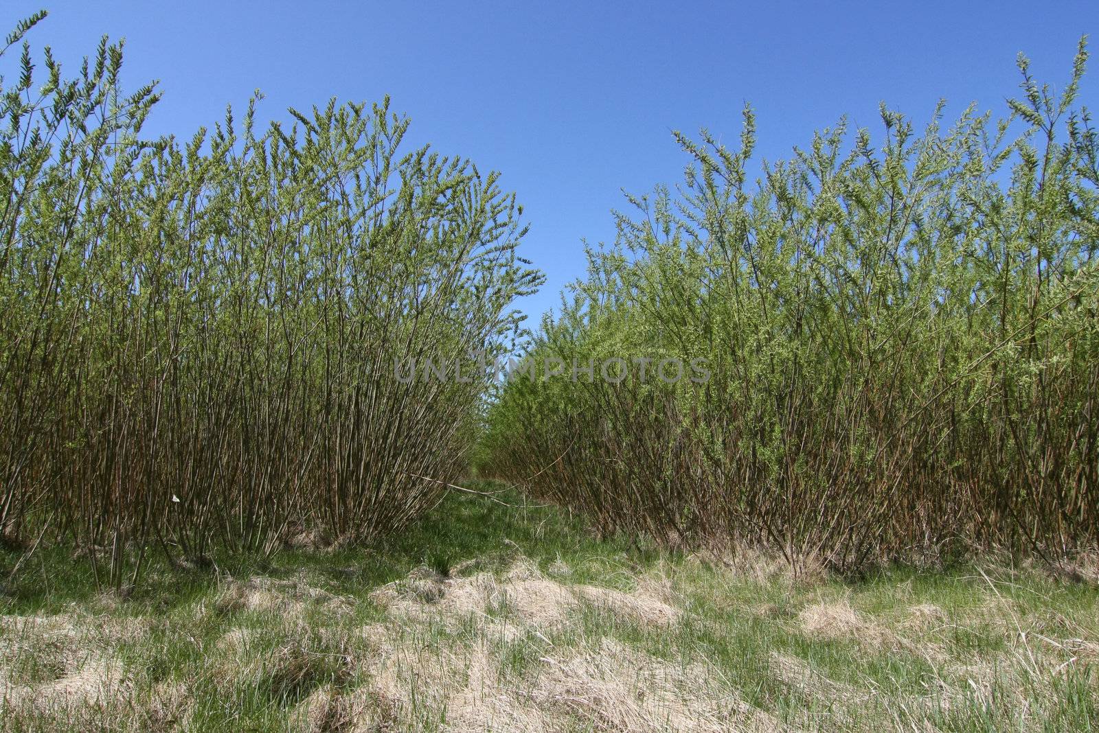 Energy forest with fast growing salix trees.