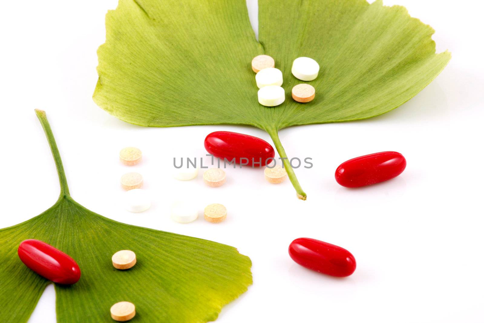 Ginkgo biloba