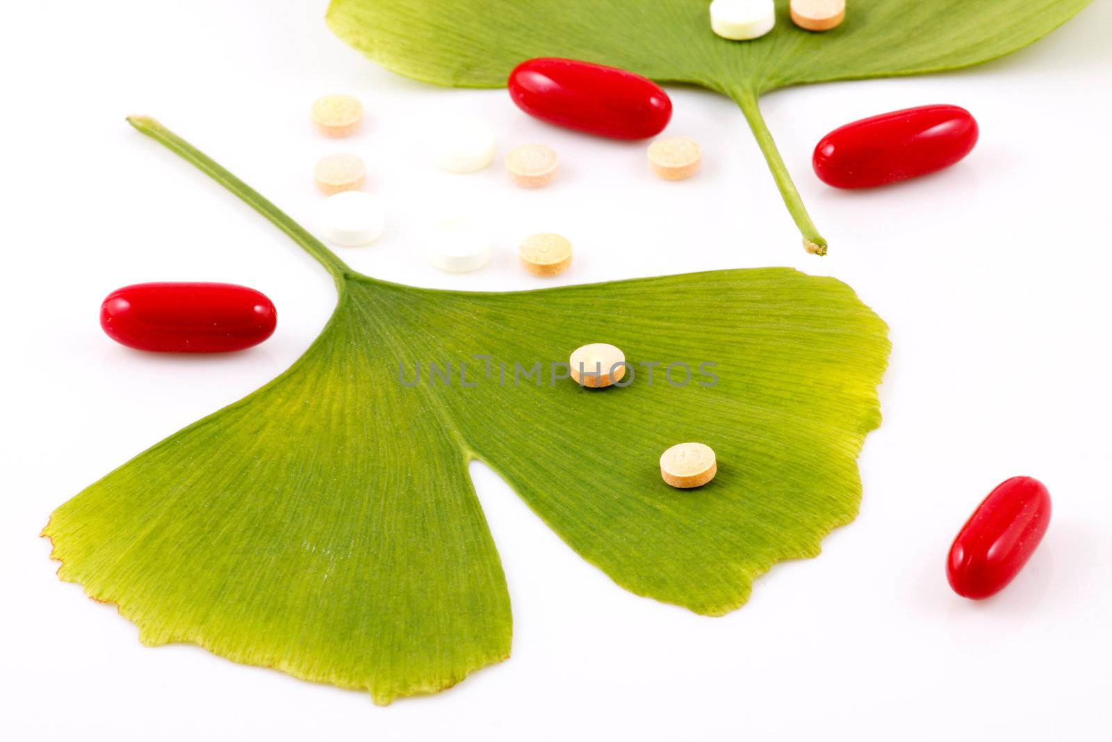 Ginkgo biloba