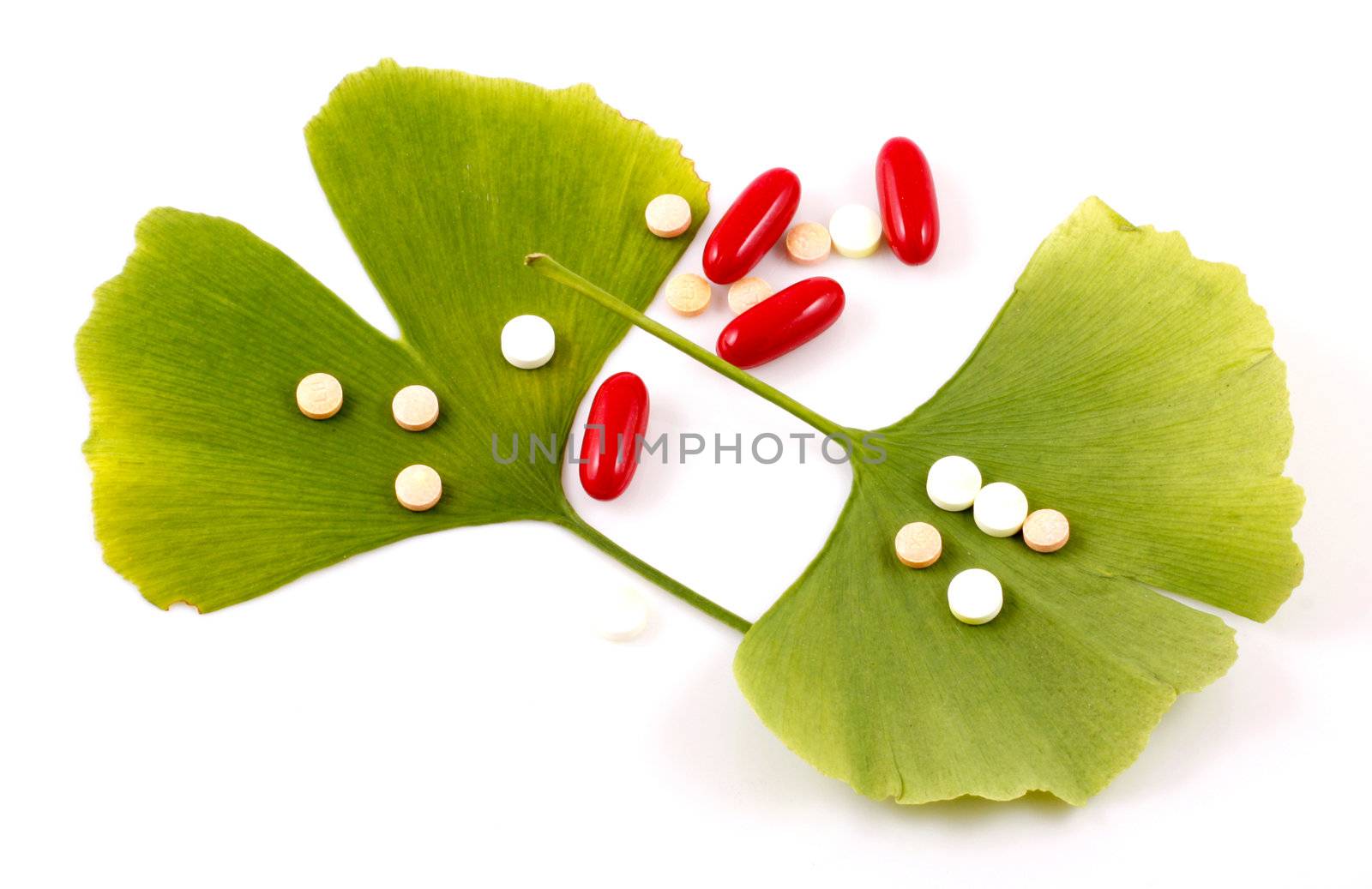 Ginkgo biloba