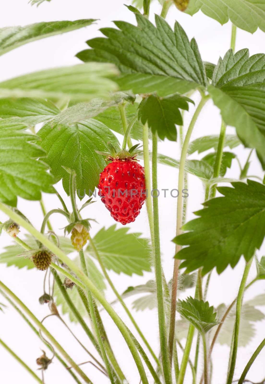 wild strawberry berries. photo on the white background
