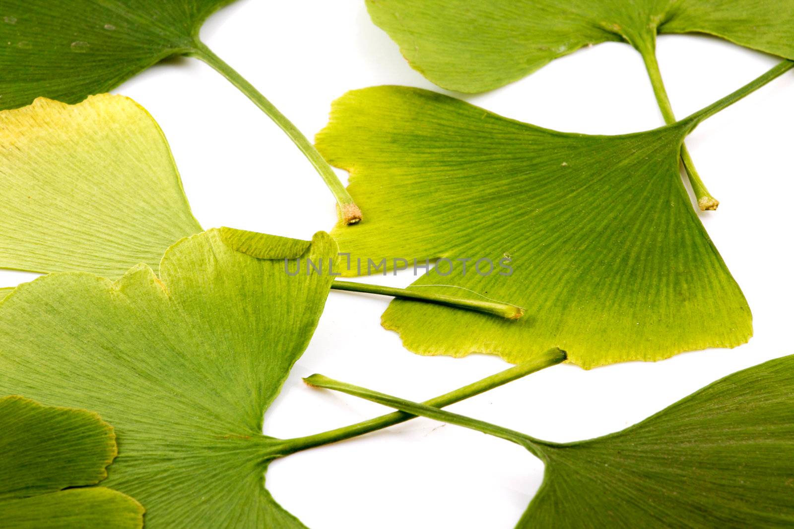 Ginkgo biloba