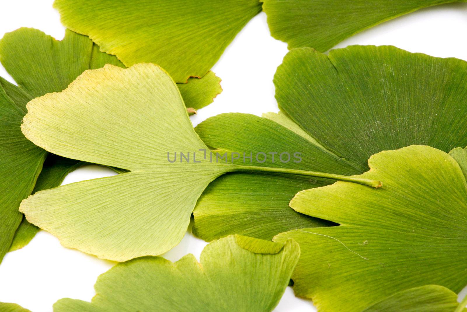 Ginkgo biloba