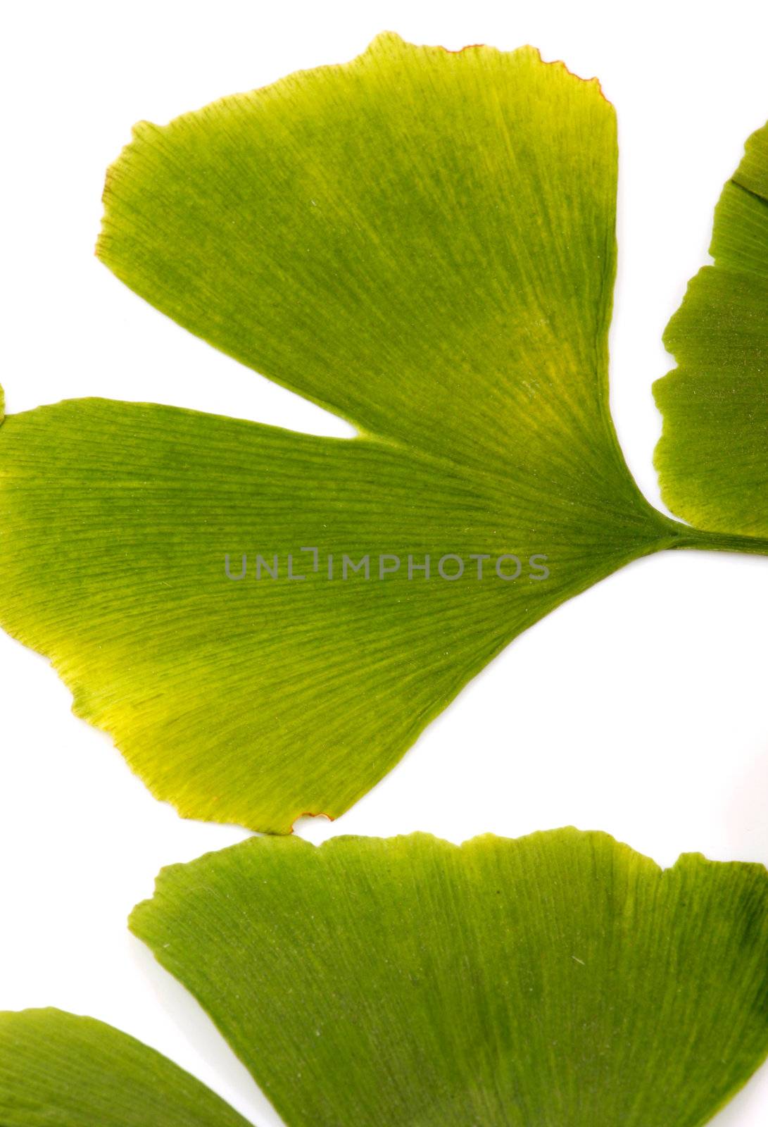 Ginkgo biloba