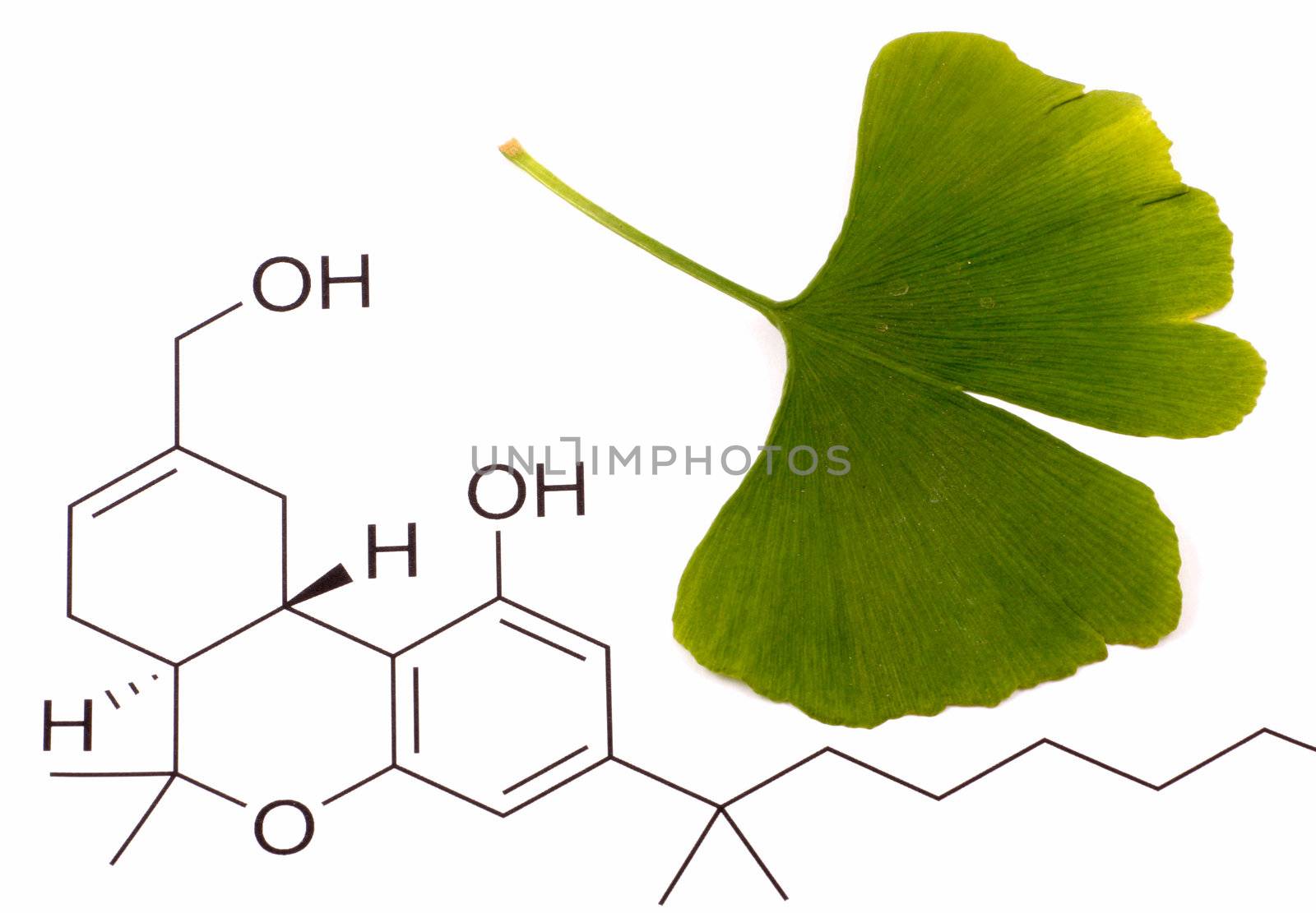Ginkgo biloba