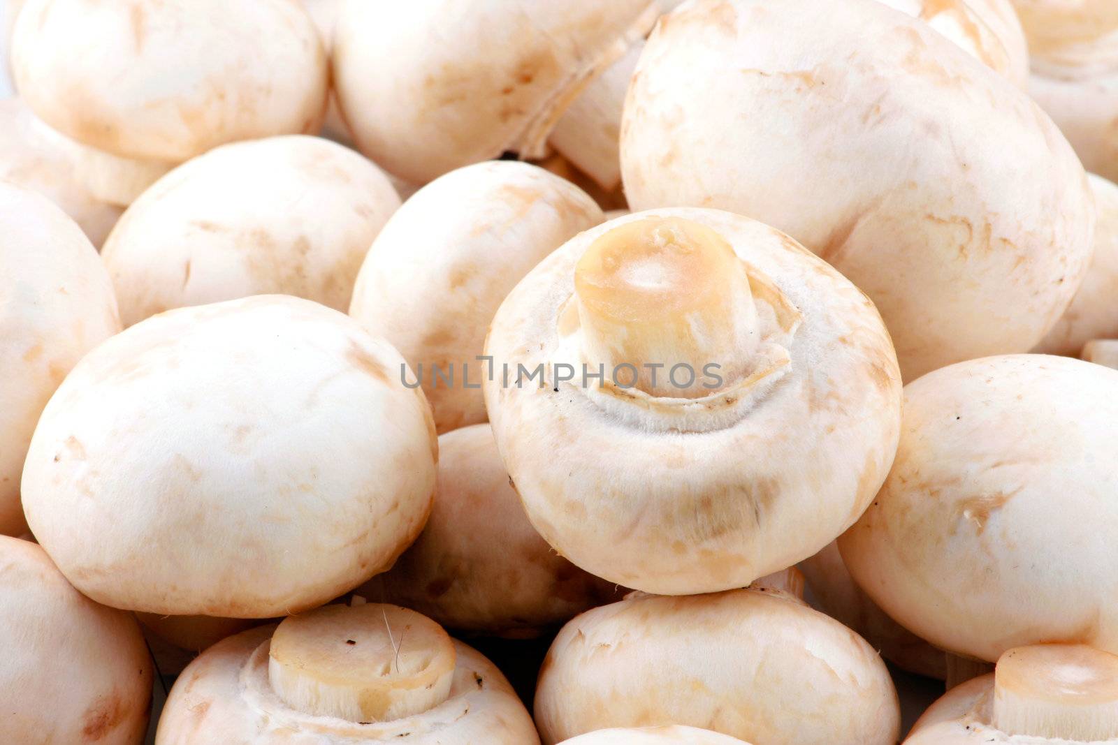 Fresh mushroom