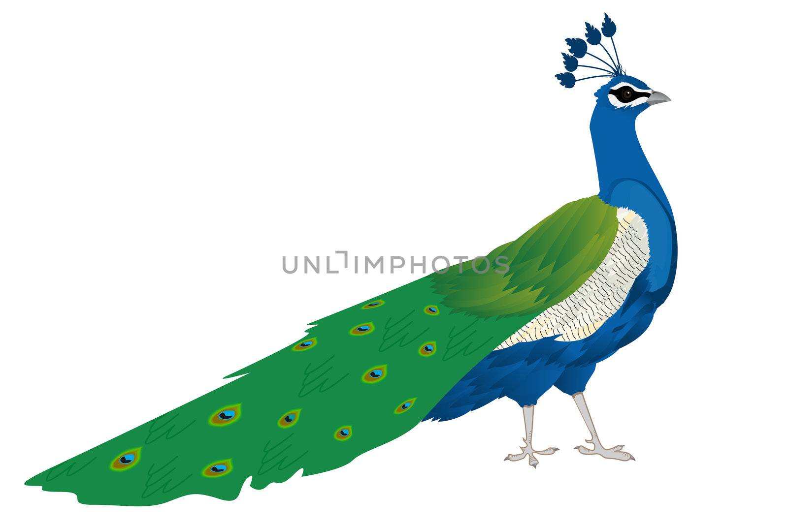 Beautiful peacock, isolated and grouped objects