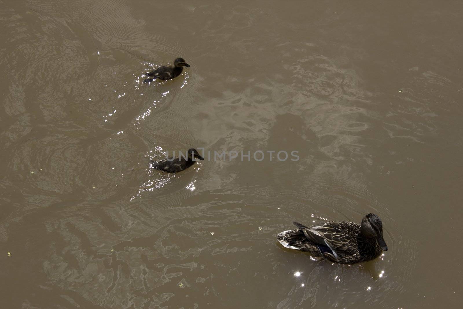 A duck family in the water