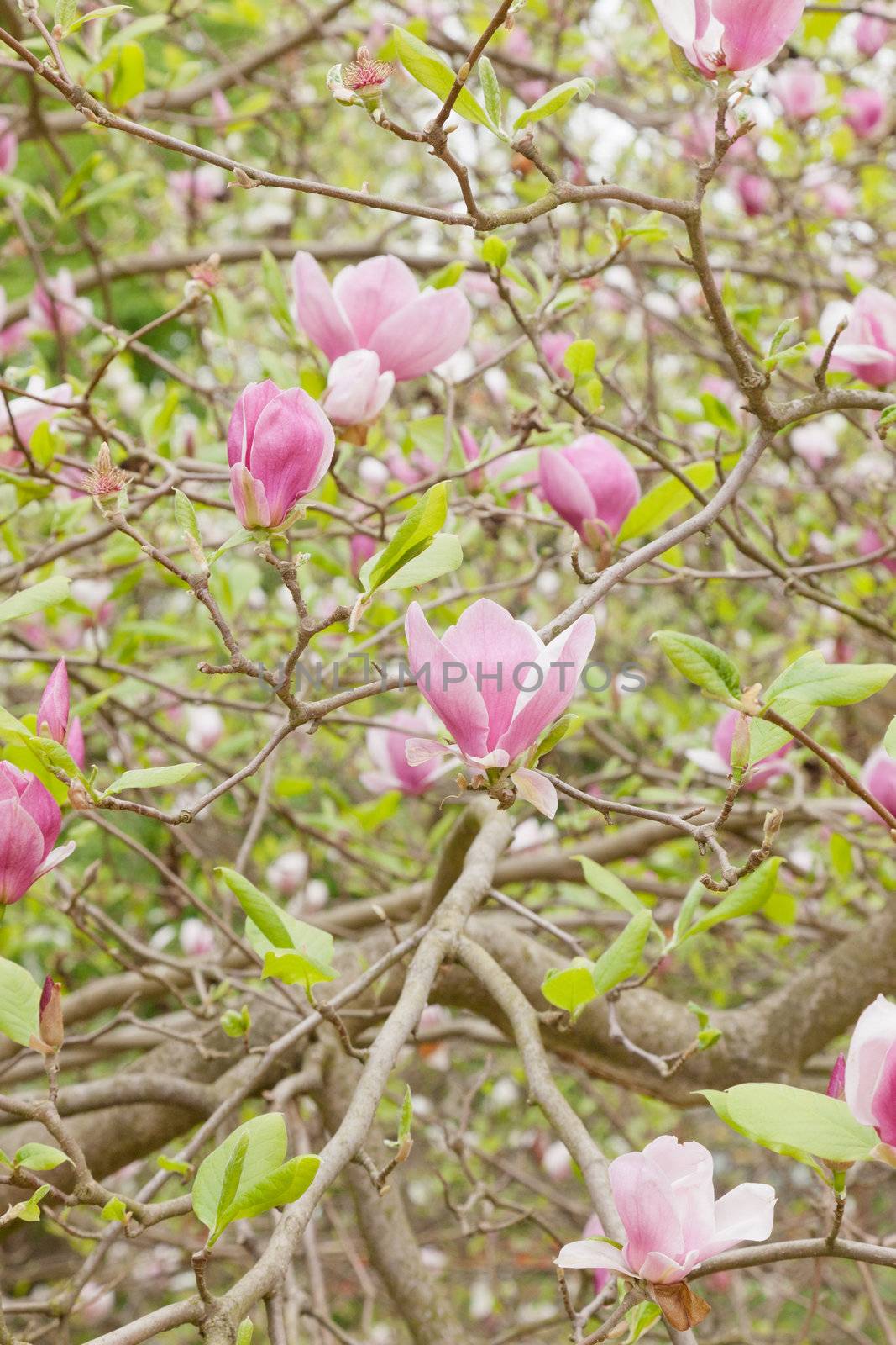 Magnolia × soulangeana (saucer magnolia) is a hybrid plant in the genus Magnolia and family Magnoliaceae.