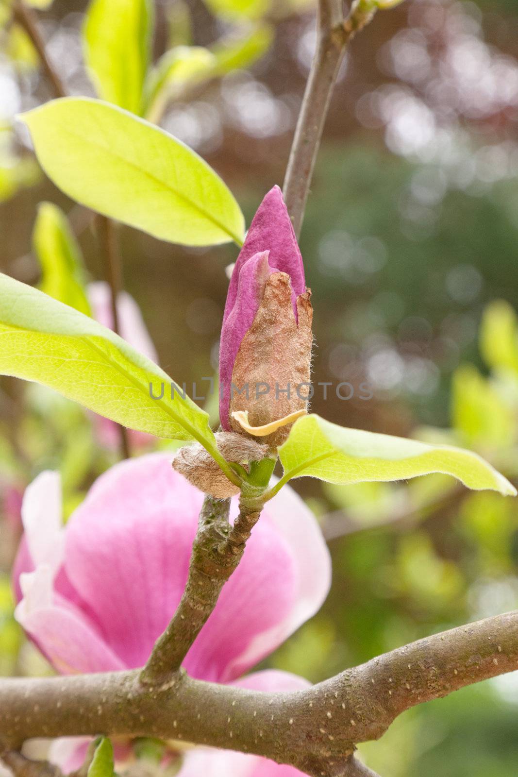 Magnolia × soulangeana (saucer magnolia) is a hybrid plant in the genus Magnolia and family Magnoliaceae.