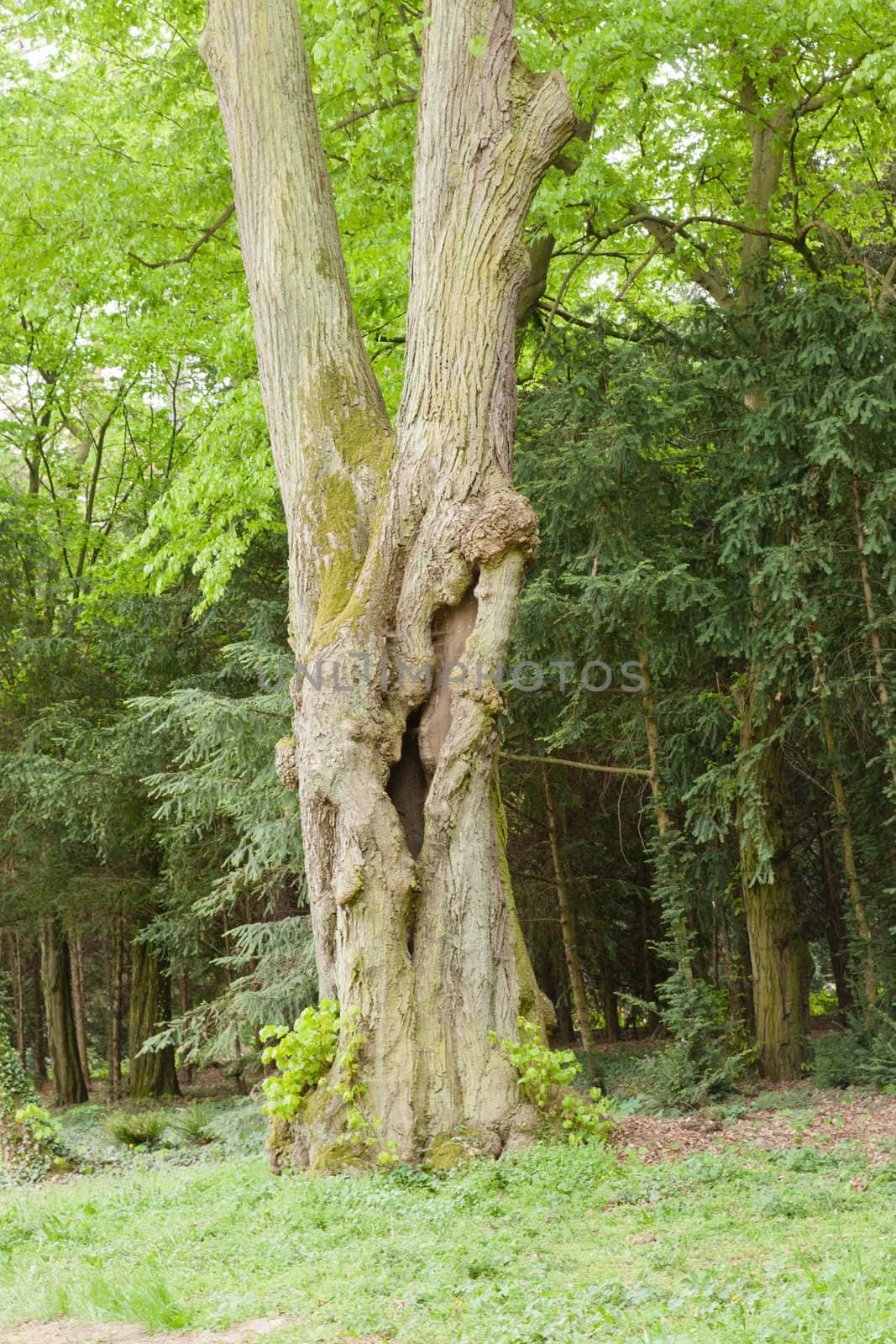 Kornik Arboretum  - the largest and oldest arboretum in Poland. It was founded in the first mid- nineteenth century