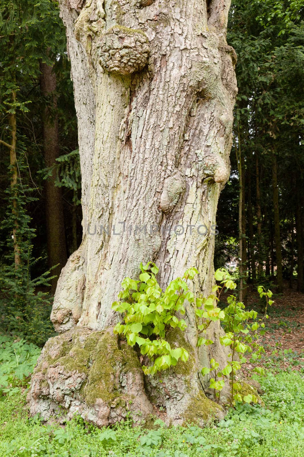 Kornik Arboretum  - the largest and oldest arboretum in Poland. It was founded in the first mid- nineteenth century