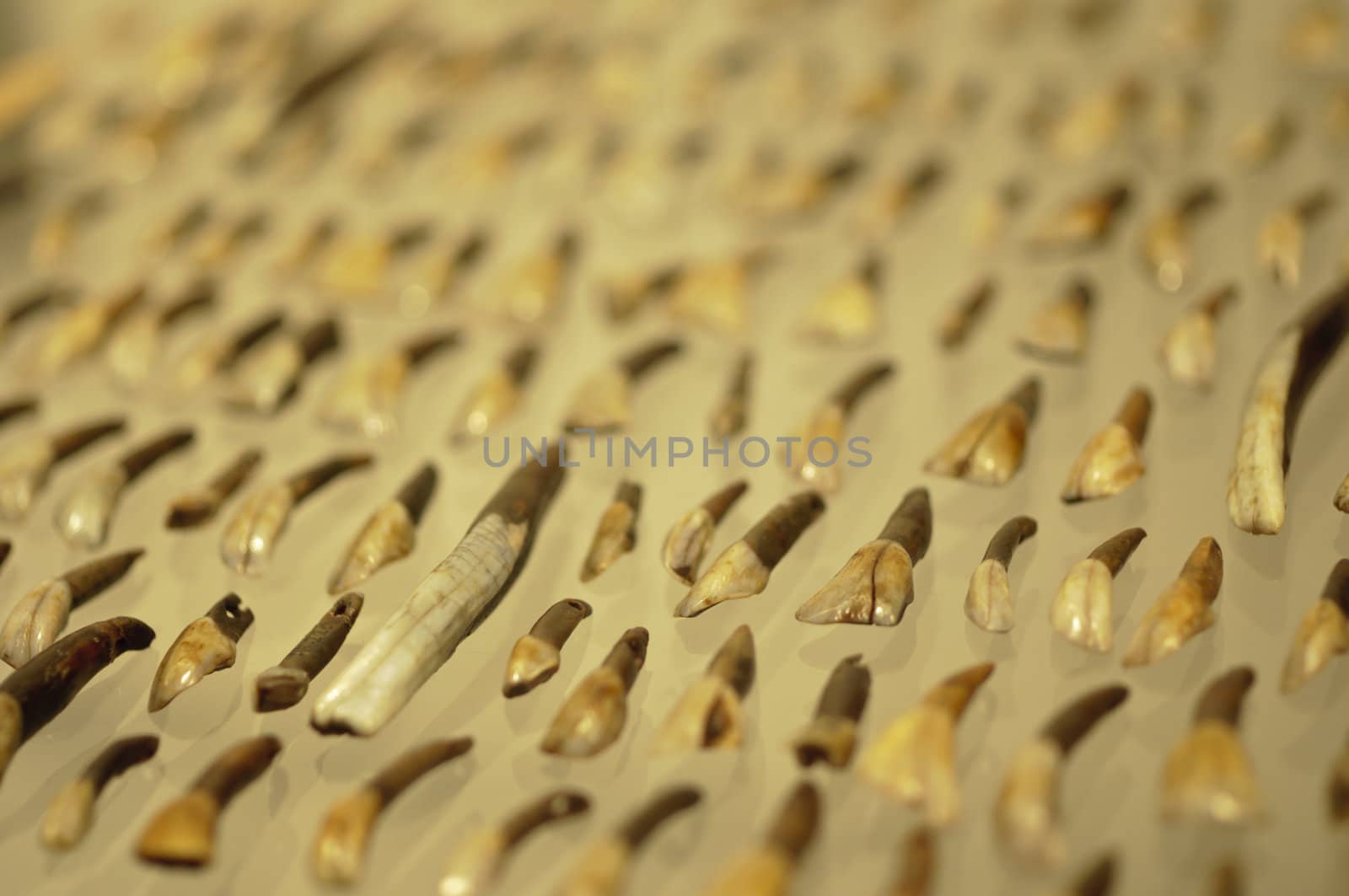 Tooth tools used by prehistoric man in 4900 BC.