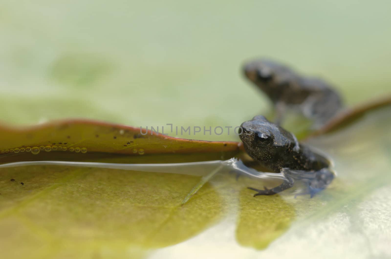 Young toad in water pond, Bufo bufo