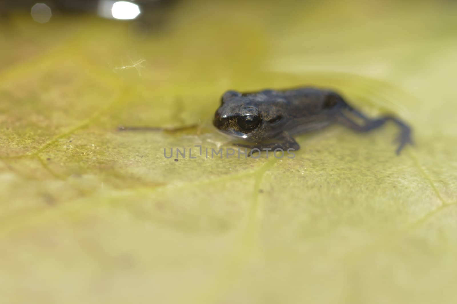 Young toad in water pond, Bufo bufo