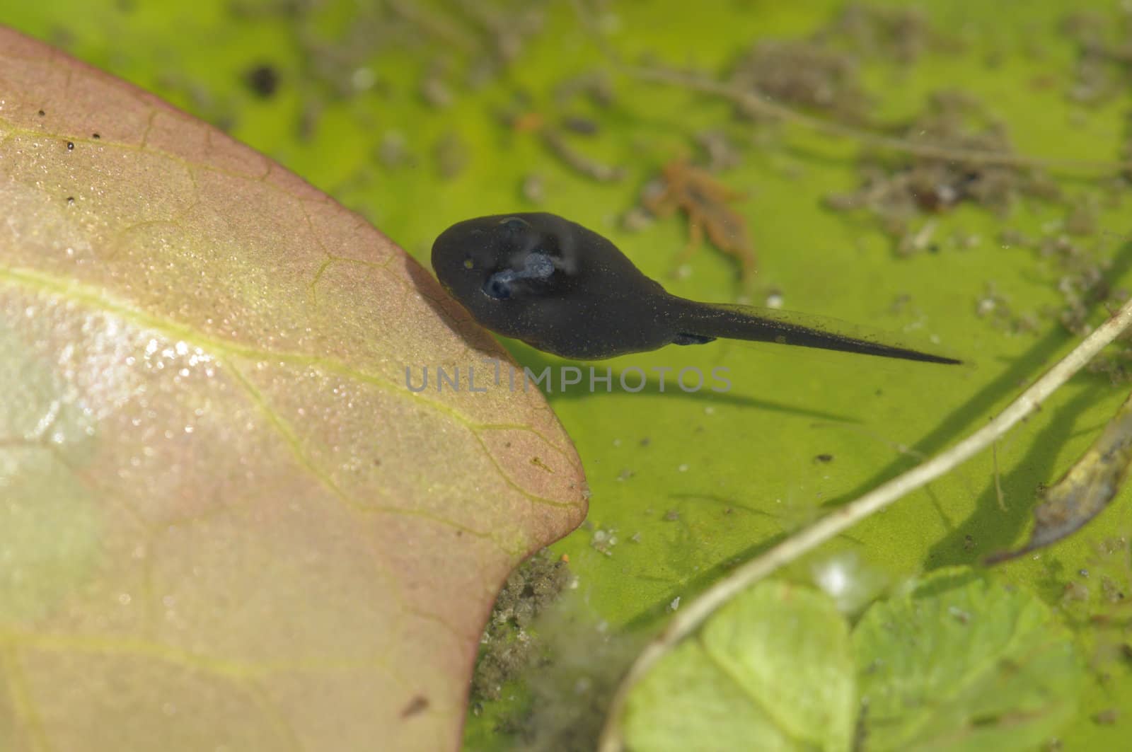 Young toad in water pond, Bufo bufo