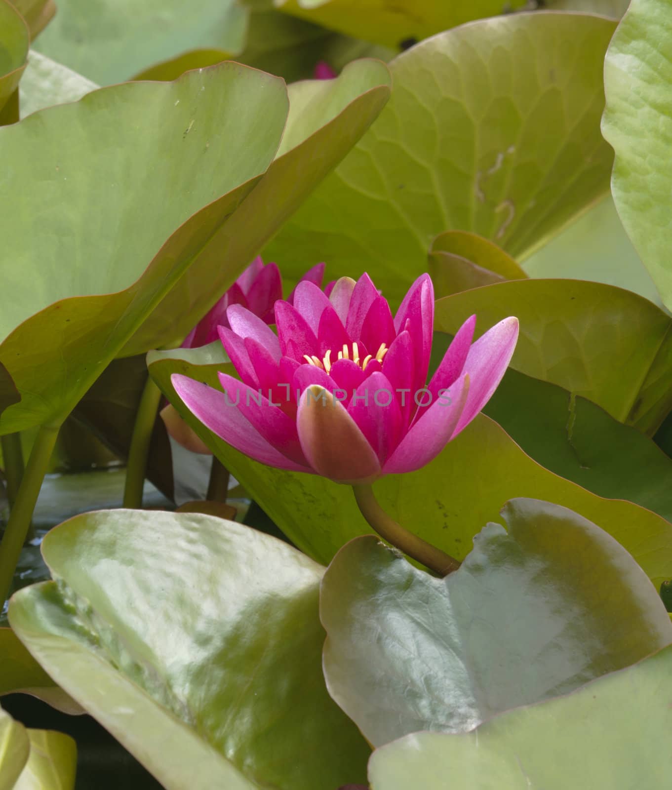 Nimphea flower on a pond in Summer