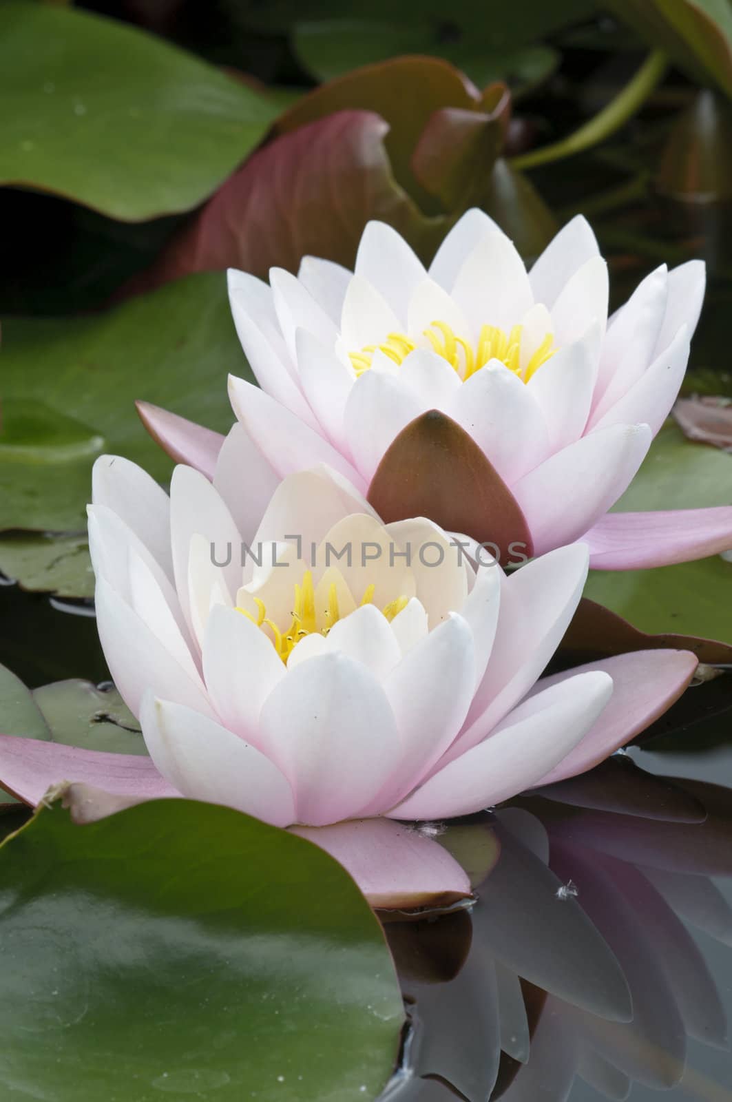 Nimphea flower on a pond in Summer