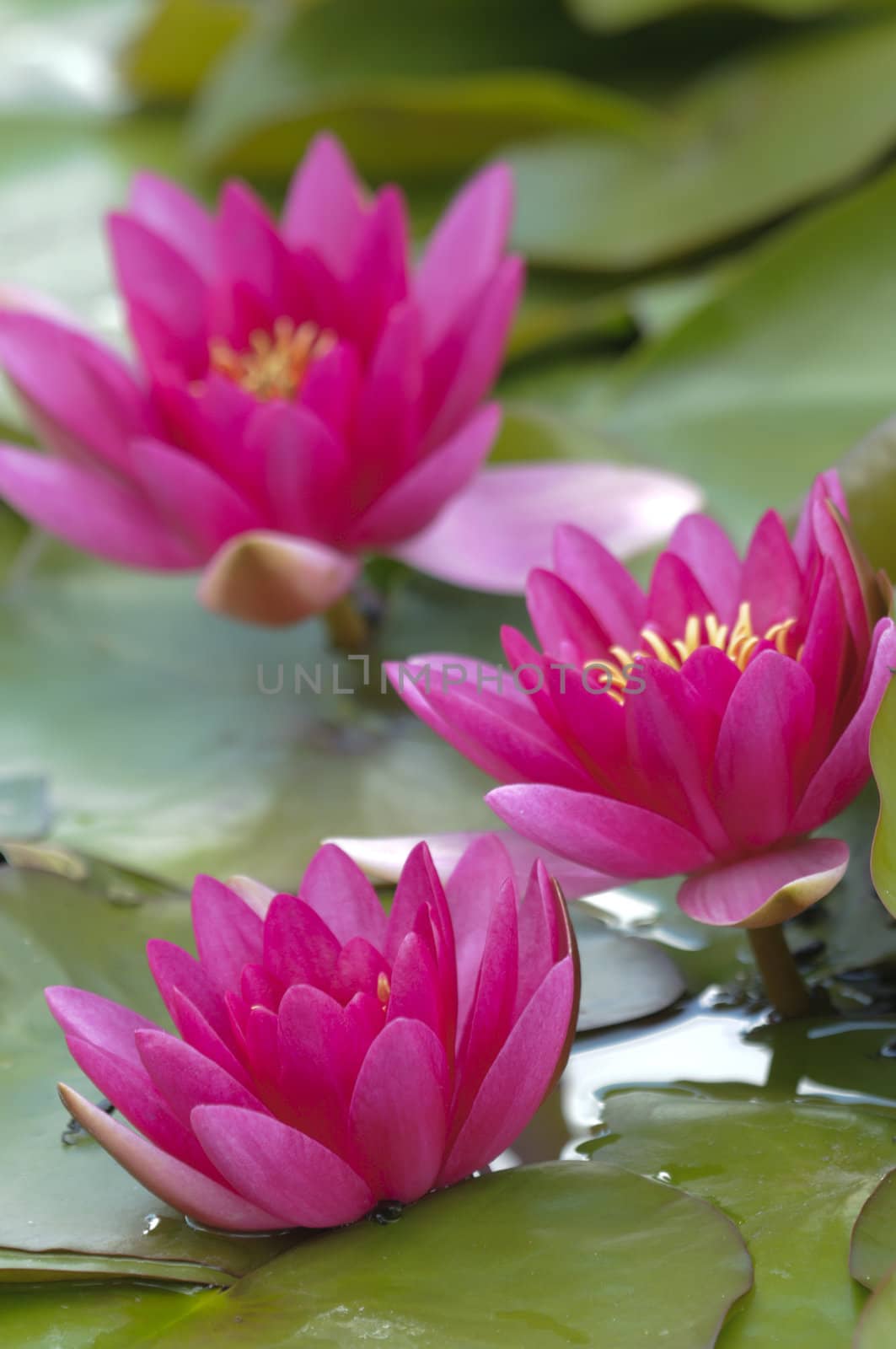 Nimphea flower on a pond in Summer