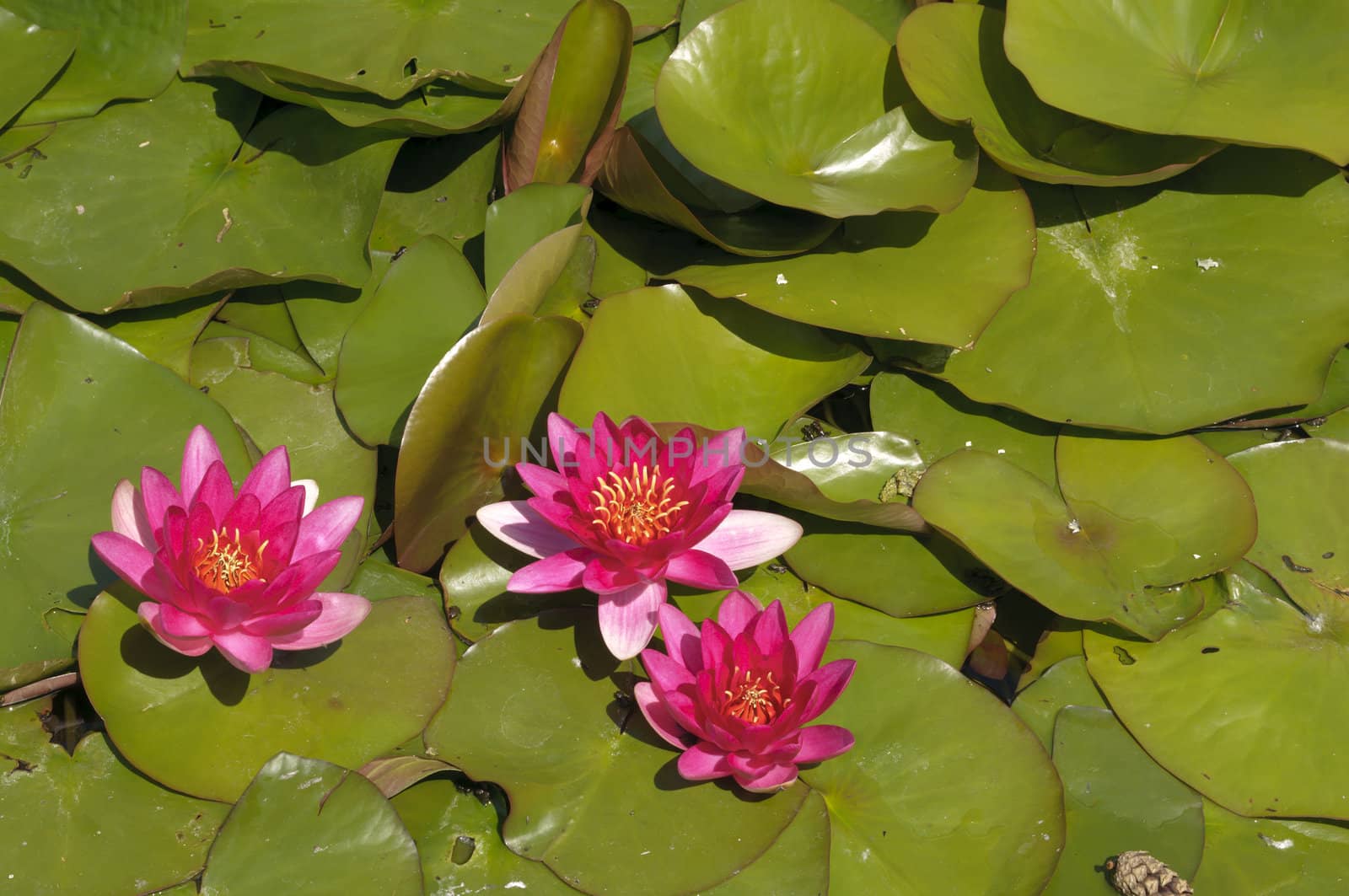Nimphea flower on a pond in Summer