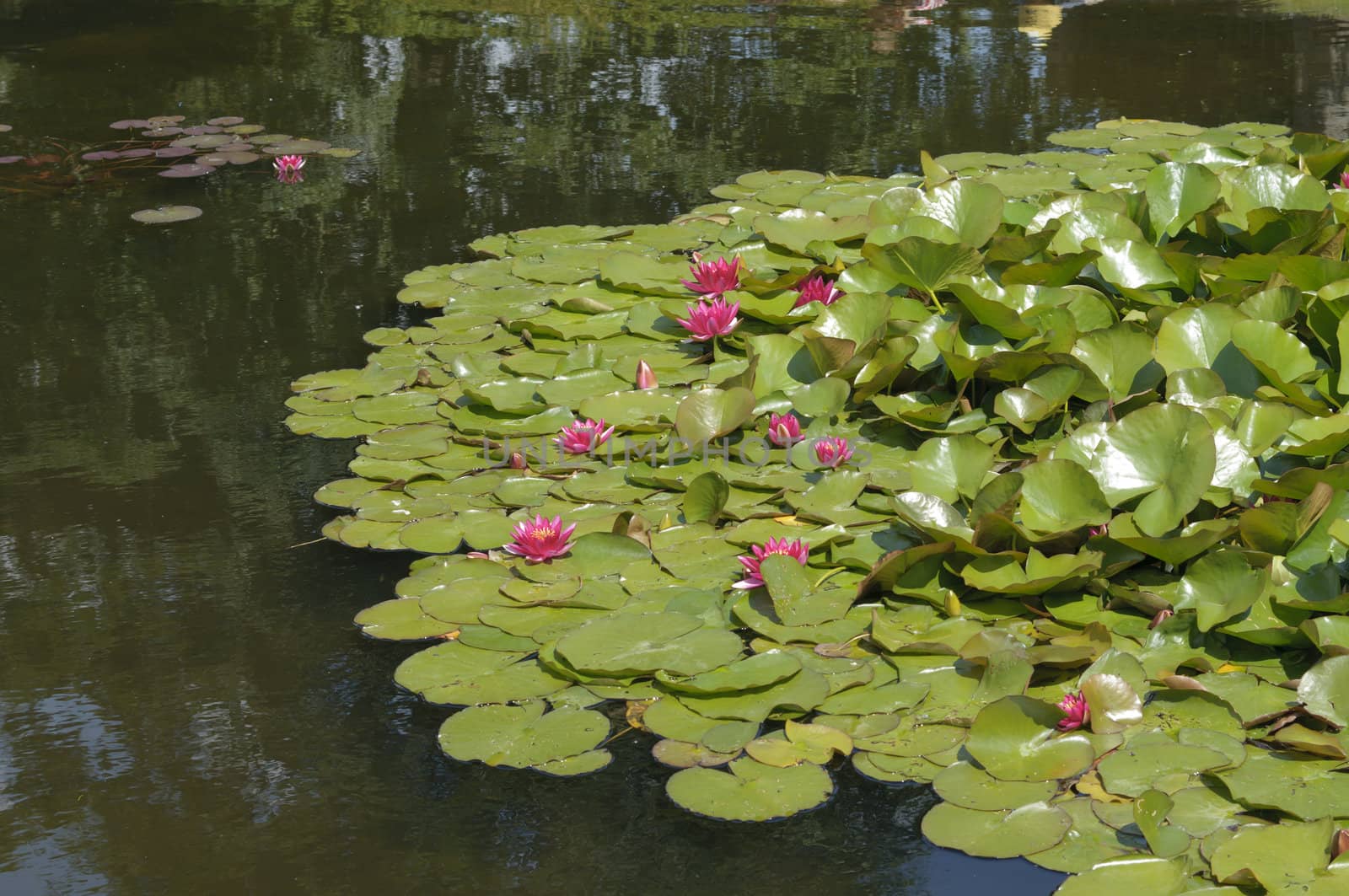 Nimphea flower on a pond in Summer