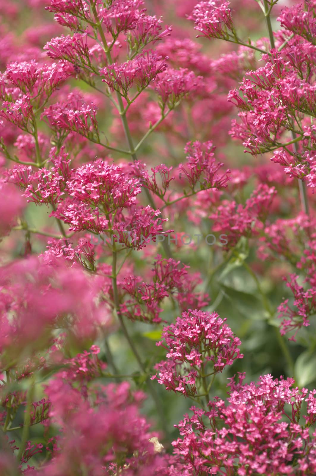 Group of red flowers in full Spring bloom