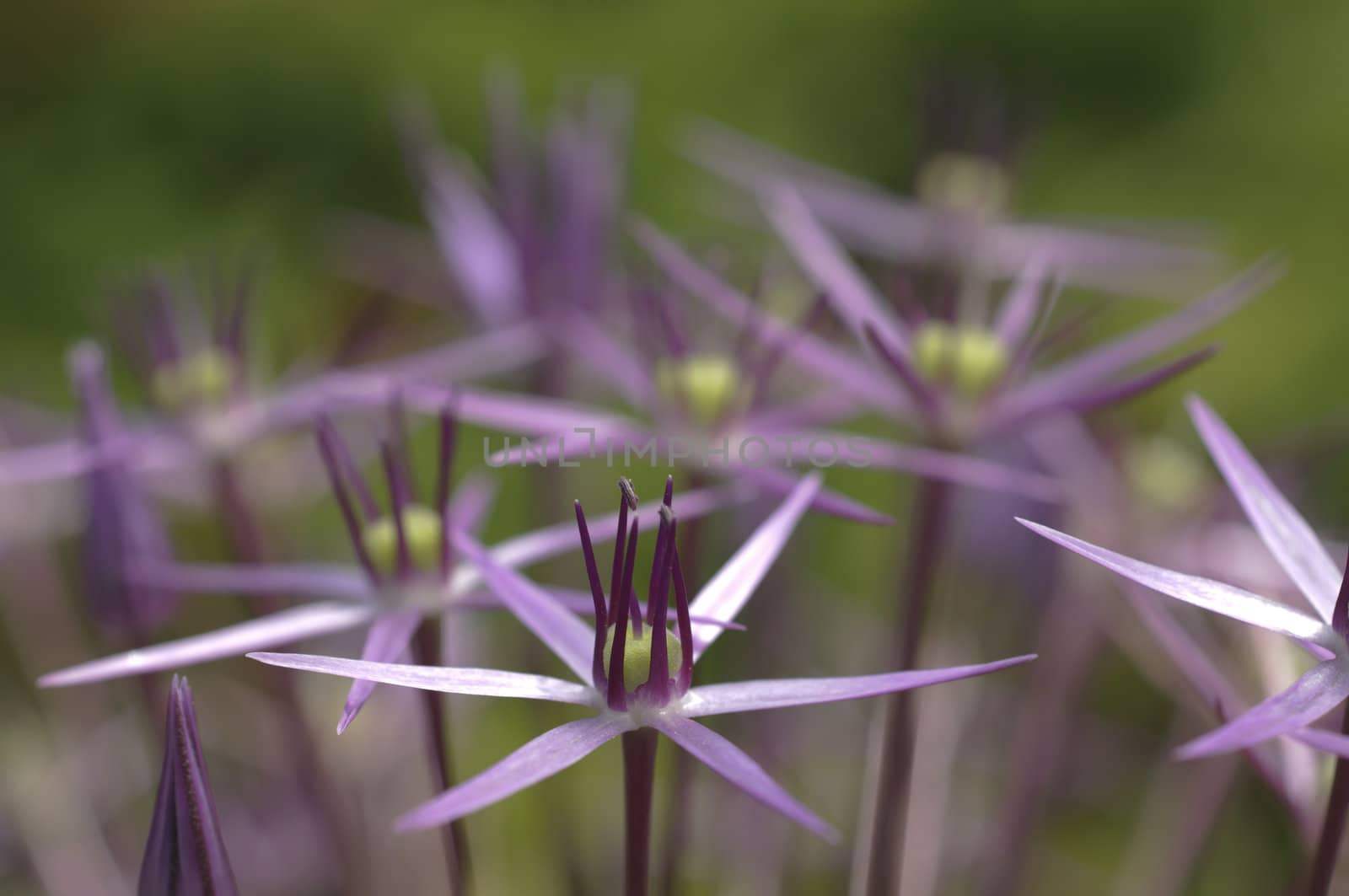 Star-shaped pink flowers in full Spring bloom