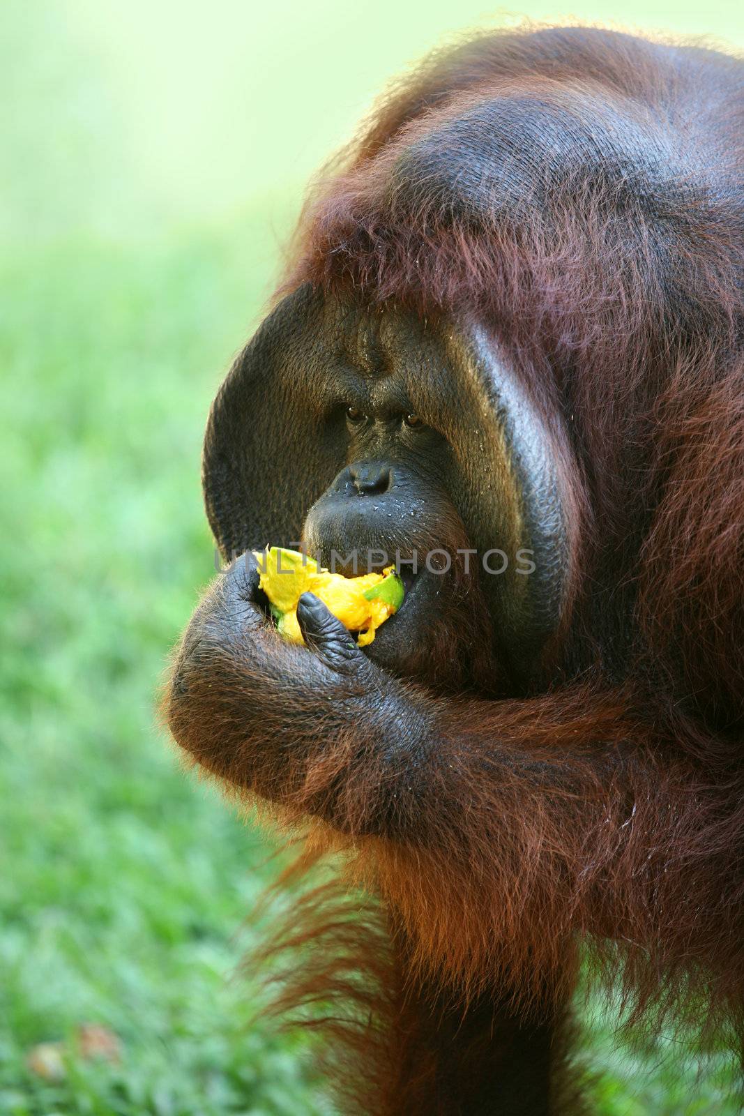 The orangutan eats a mango 