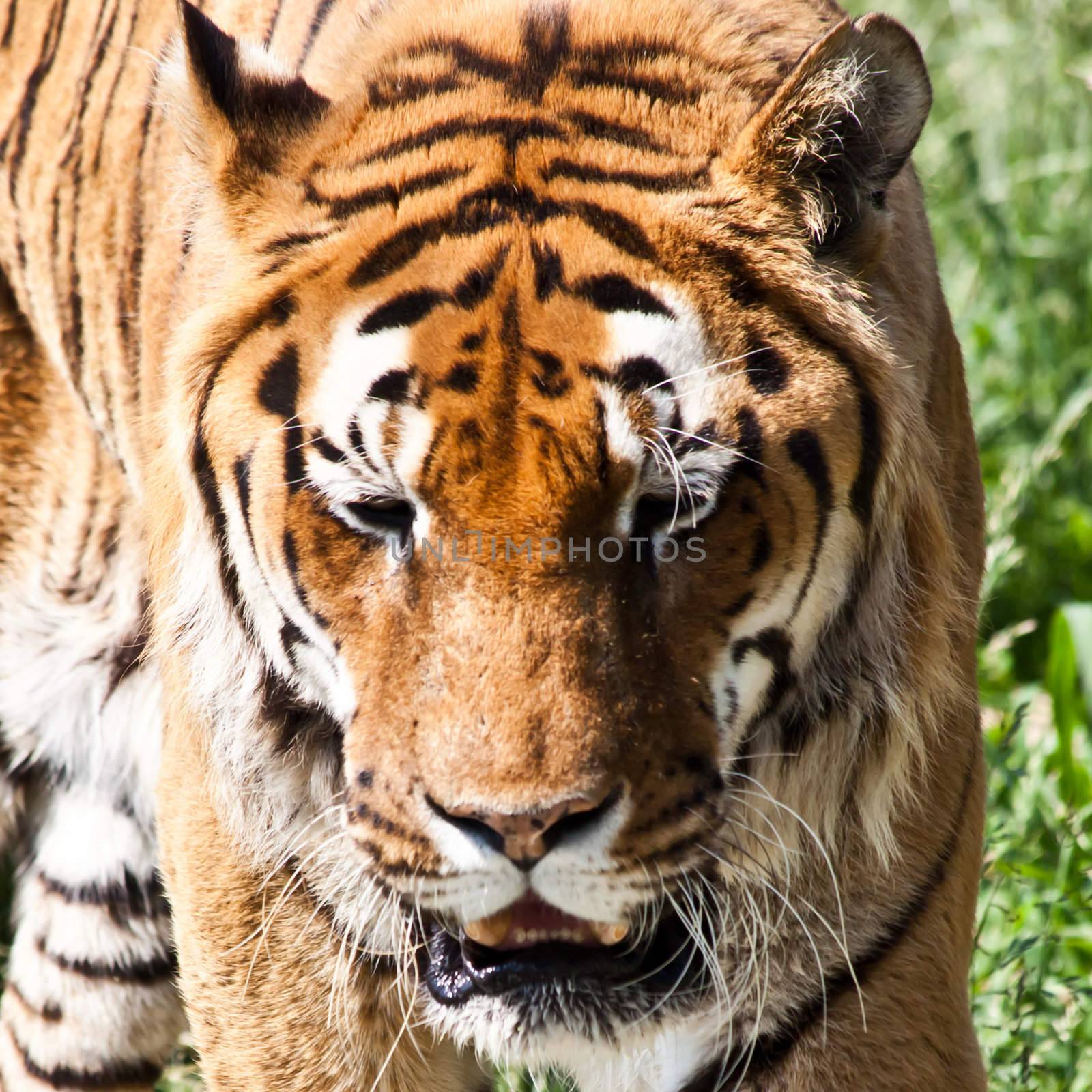 The tiger (Panthera tigris), a member of the Felidae family, is the largest of the four "big cats" in the genus Panthera. The tiger is native to much of eastern and southern Asia, and is an apex predator and an obligate carnivore.