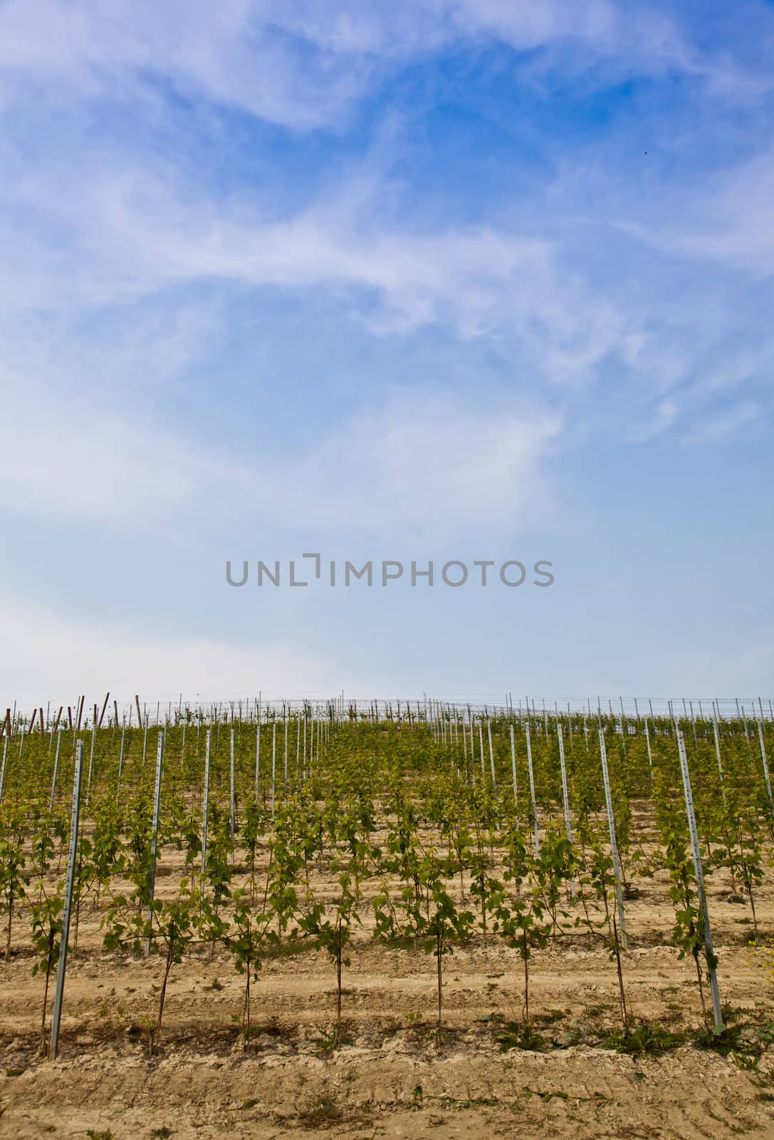 Barbera vineyard during spring season, Monferrato area, Piedmont region, Italy