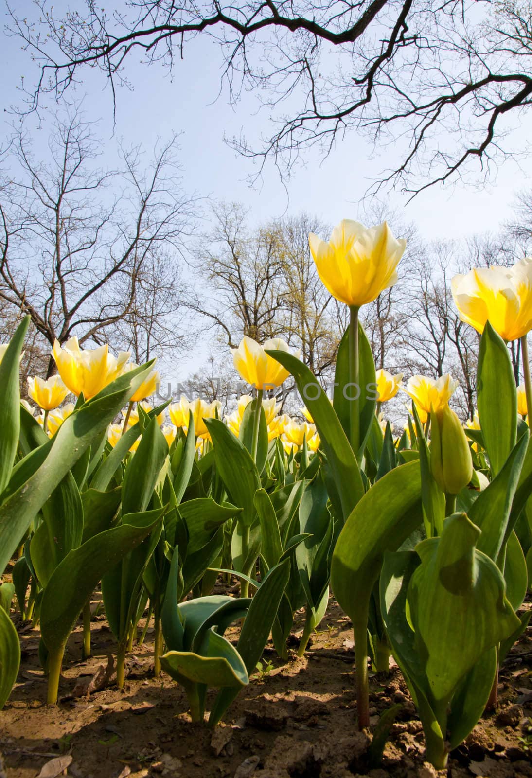 Cultivation of Darwin Hybrid Tulip Jaap Groot: yellow and white bicolor, perennial group